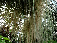 353 Longwood Gardens [2008 August 23]